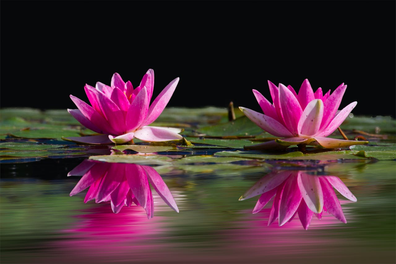 Two Lotus Flowers Surrounded by Pods Above Water